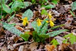 Erythronium dans un fond de jardin. © PitoFotos, Adobe Stock